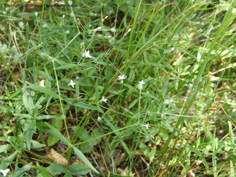 Kelloggia galioides--ID. Valley Co. Sylvan Beach, Payette Lake. 24 Jul 05. 266.jpg