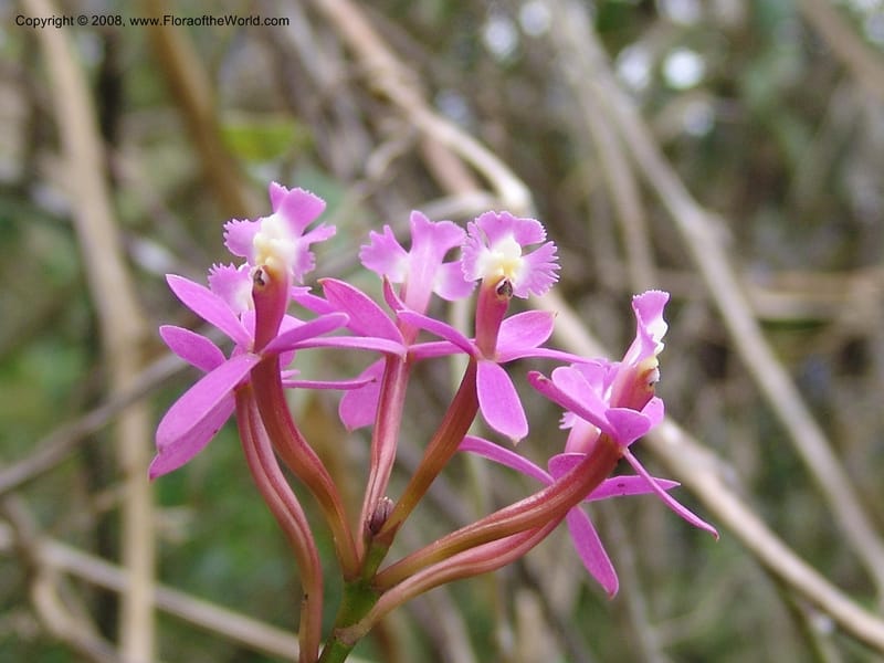 Epidendrum secundum--Peru. Edo. Cuzco. Machu Picchu. 27 Oct 05. 288.jpg