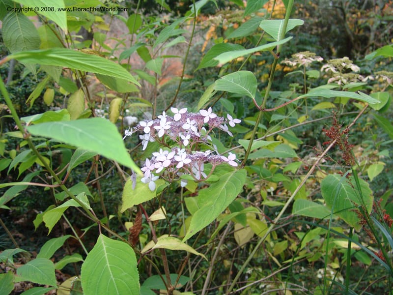 Hydrangea serrata, 97.0229--CA. UC Berkeley Bot. Garden. 8 Dec 06. 114.jpg