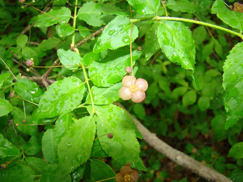 Slovenia. 3 km S of Kozina. 17 May 08. 166.jpg