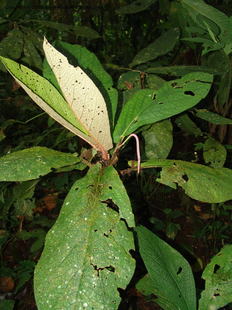 Piper, Croat 96073--Ecuador. Edo. Los Rios. Cerro Samama, SW of Pita. 18 Mar 06. 184 (3).jpg