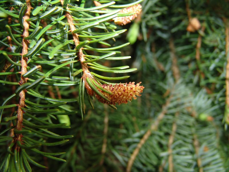 Picea omorika--France. Paris. Jardin des Plantes. 28 Apr 05. 128.jpg
