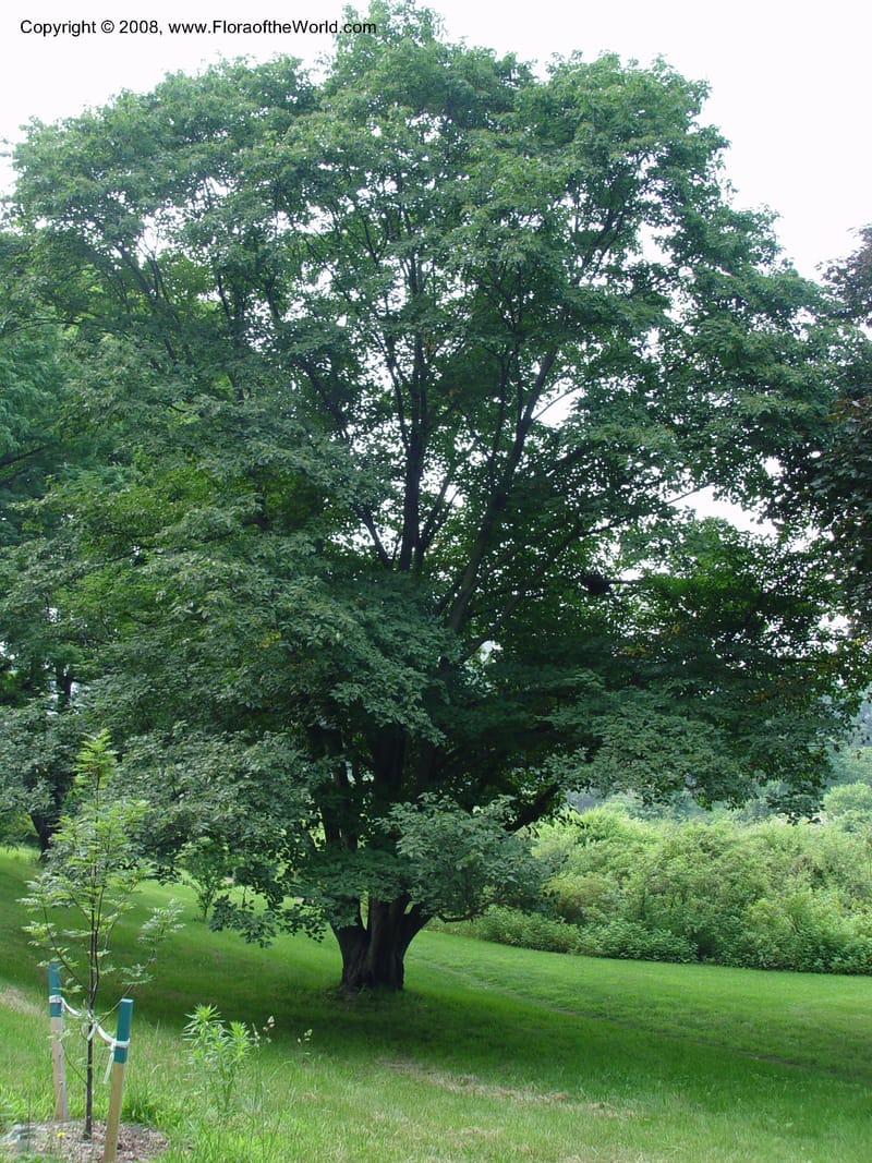 Sorbus alnifolia, 381-25-A--MA. Arnold Arboretum. 30 June 03. 004.jpg