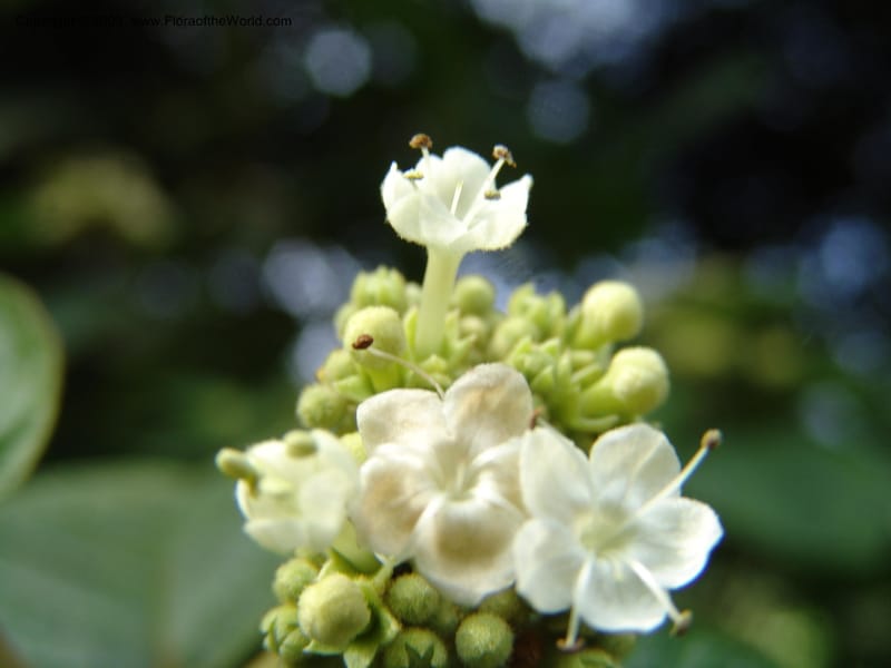Clerodendrum johnstonii--Kenya. Limuru. Forest fragment near Brackenhurst Ctr. 11 Jul 04. 015.jpg