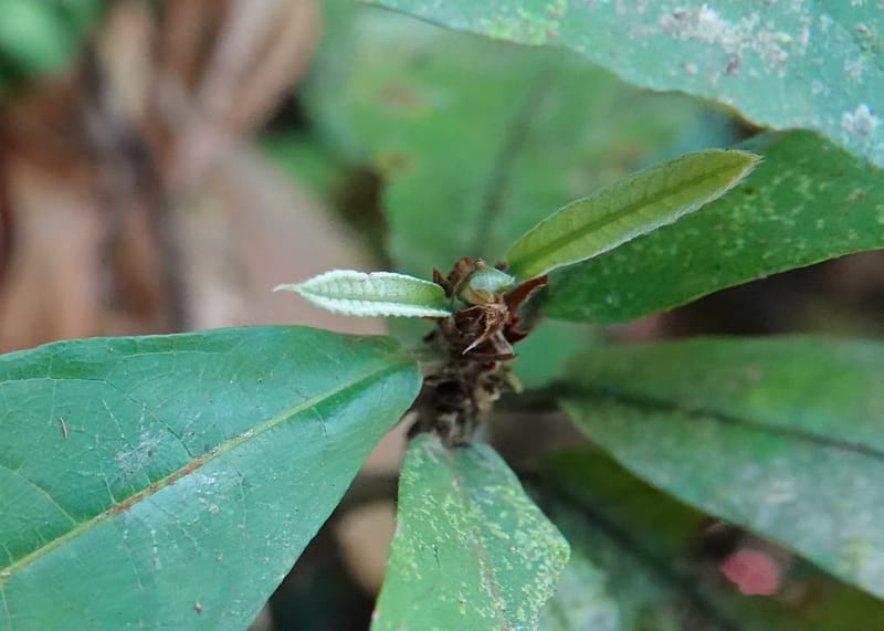 Poggea alata, C. Davidson 13956--Gabon. Arb. Sibang. 5 Nov. 2018. DSC02235 (59).JPG