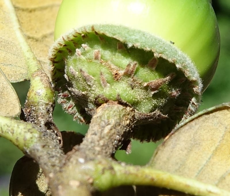 Quercus, C. Davidson 13759--China. Sichuan. Yibailingba-gou. 12 Aug 2017. DSC04660 (401).JPG