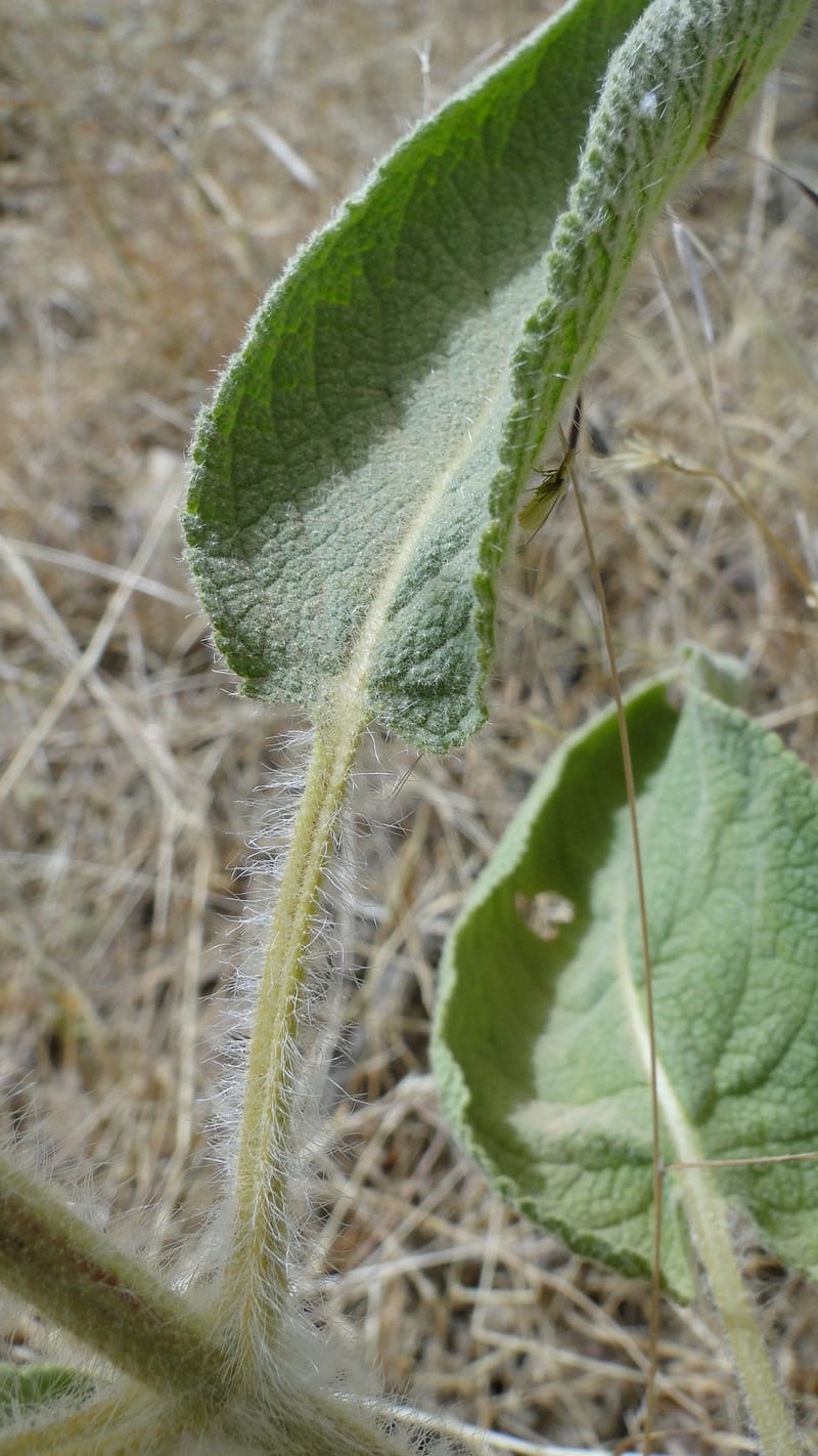 Phlomis rigida, A. G. Miller 118.A20--Iraq. Kurdistan. Shakh-i Pira Magun. 9 June 2010. 014 (9).jpg