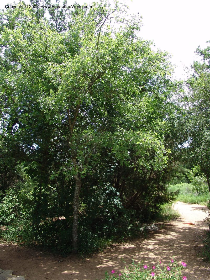 Celtis laevigata--TX. Johnson Wildflower Center. 13 Jun  04. 004.jpg