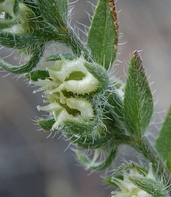 Lappula redowskii var. cupulata, C. Davidson 13659--ID. Hwy 22 W of Dubois. 17 Jun 2017. DSC02303 (108).JPG