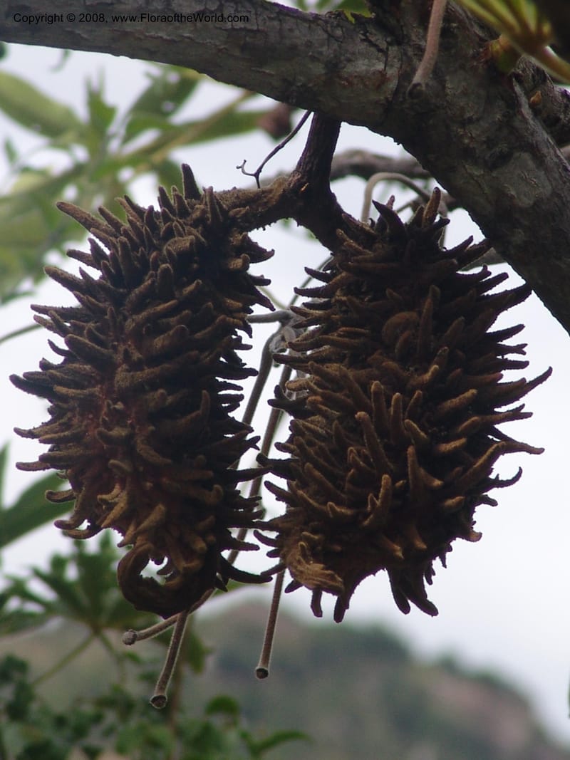 Sterculia murex--So. Africa. Mpumalanga. Karino. Whyte Thorne Garden. 19 Mch 05. 233.jpg