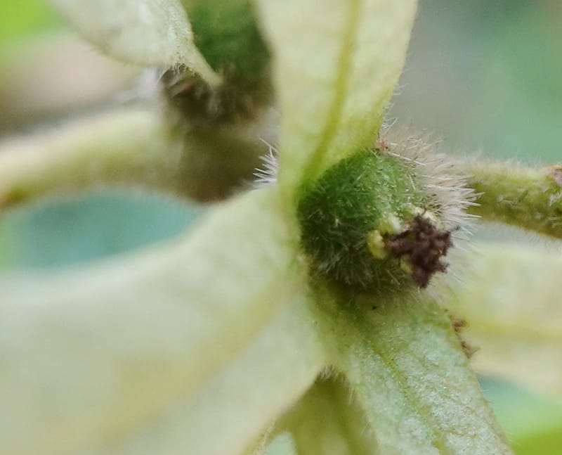 Engelhardia serrata, D. Boufford 44146--China. Yunnan. Along G213. 4 May 2018. DSC02084 (81).JPG