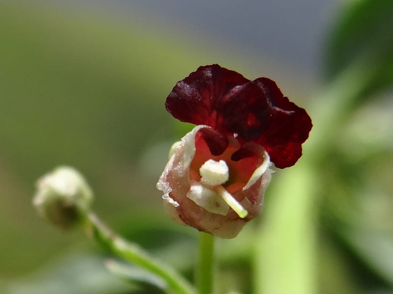 Scrophularia--Kurdistan. Hawraman. Stop 5. 22 May 2013. DSC04493 (58).JPG
