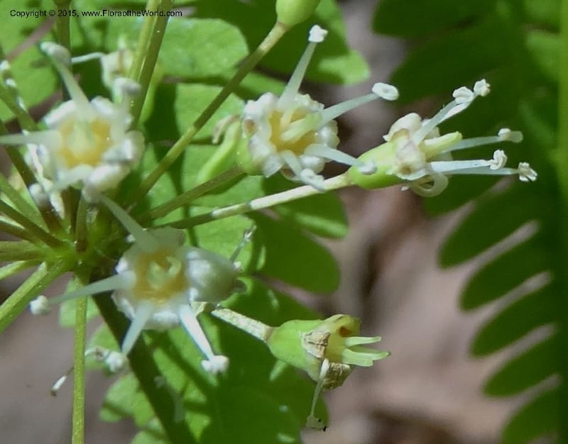 Aralia nudicaulis, Davidson, C 12999--North Carolina. Macon Co. Horse Cove Rd. 14 May 2015. DSC05455 (33).JPG