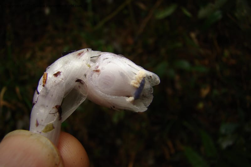 Monotropa uniflora, Regalado 1652--Viet Nam. Lao Cai Prov. Sa Pa Distr. Hoang Lien Son. 6 Apr 09. 347 (3).jpg