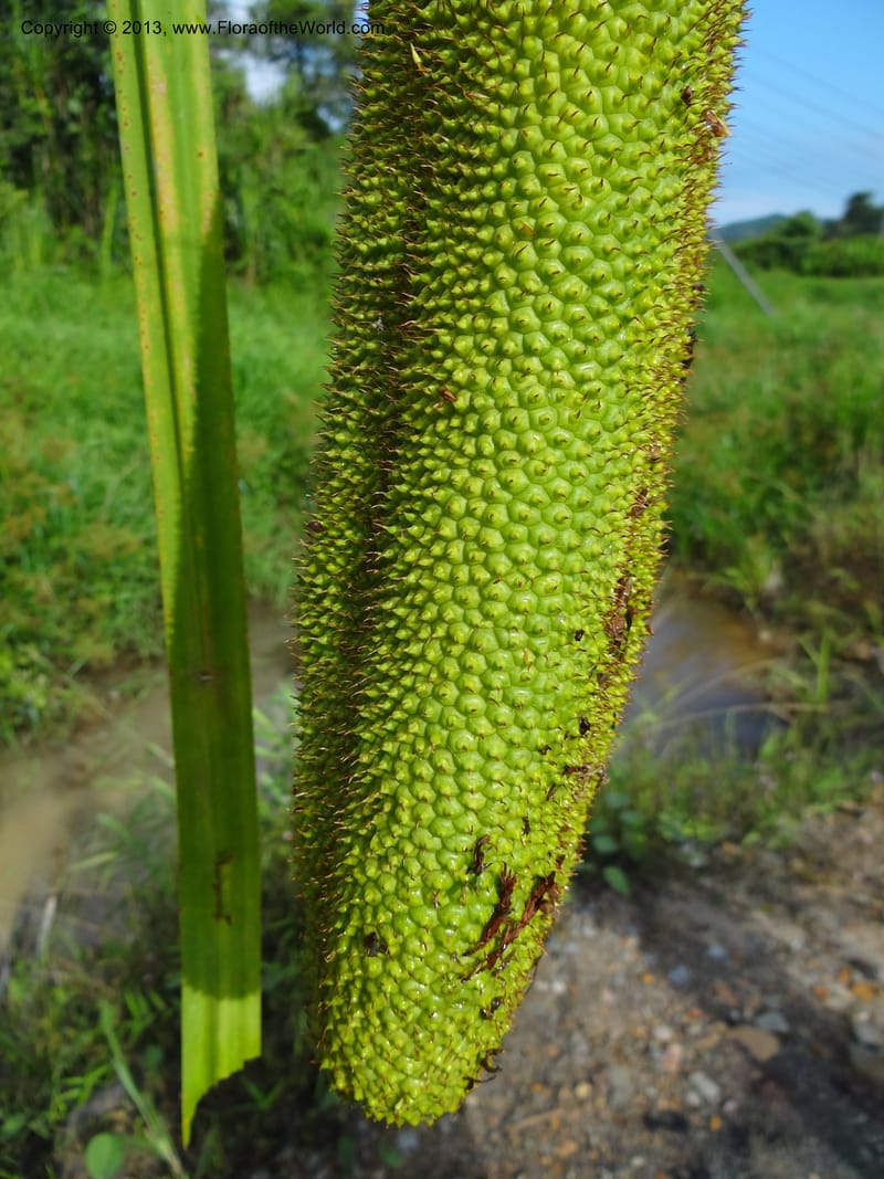 Pandanus helicopus, Callmander 1023--Sabah. Klias Forest Reserve. 3 Apr 2012. DSC06489 (214).JPG