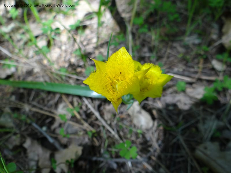 Calochortus monophyllus, Davidson, C 12134--Calif. Nevada Co. 19 Apr 2013.   (25).JPG