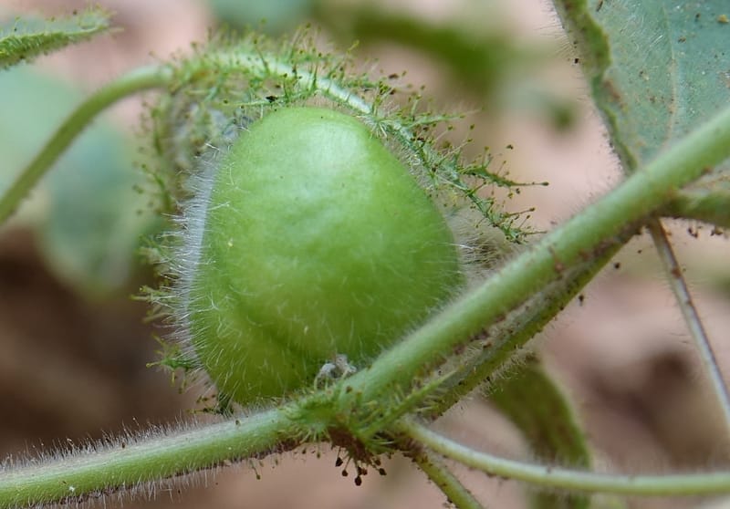 Passiflora foetida, Fortunato 13198--Argentina. Hwy 150 S of San Augustin. 9 Feb 2018. DSC09845 (5).JPG