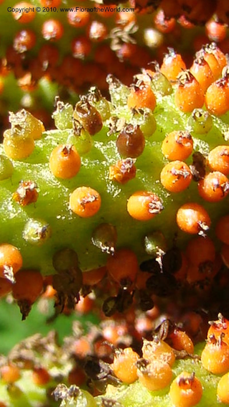 Gunnera manicata--Tasmania. Royal Tasmanian Botanical Garden. 2 Feb 2010. 189 (4).jpg