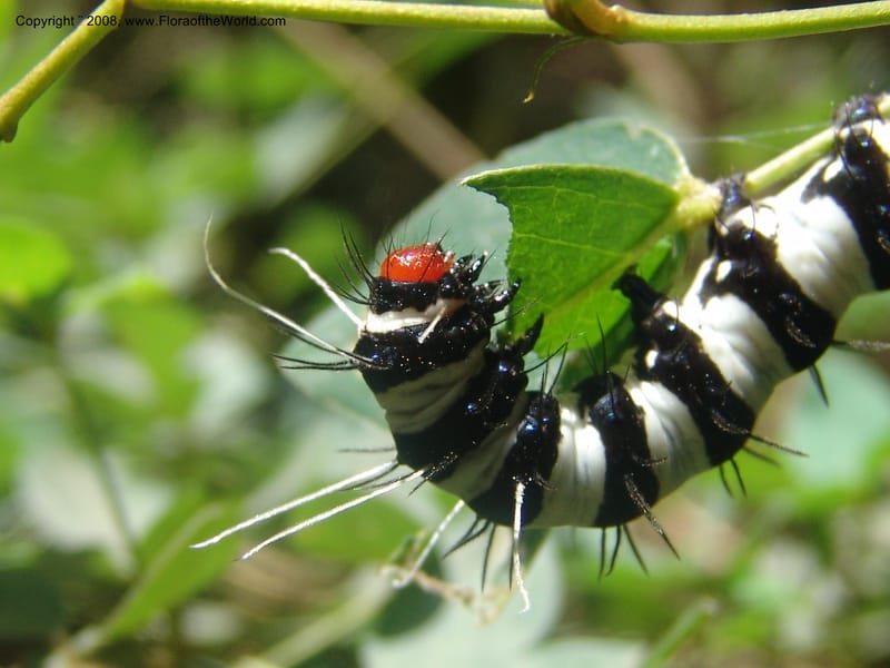 Argyrolobium tomentosum w caterpillar--So.Africa. Mpumal. Moodie Mts.  18 Mch 05. 465.jpg