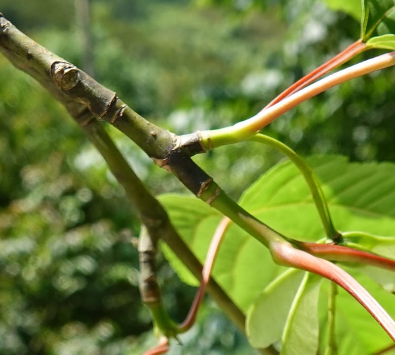 Acer davidii subsp. davidii, D. Boufford 44106--China. Yunnan. Lao jun Shan. 30 Apr 2018. DSC00424 (400).JPG
