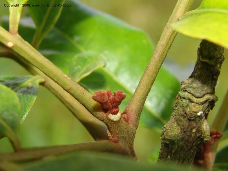 Zanthoxylum, DNeill15865--Ecuador. Zam. Ch. Rio Wawaime Val. 19 Sep 07. 081.jpg