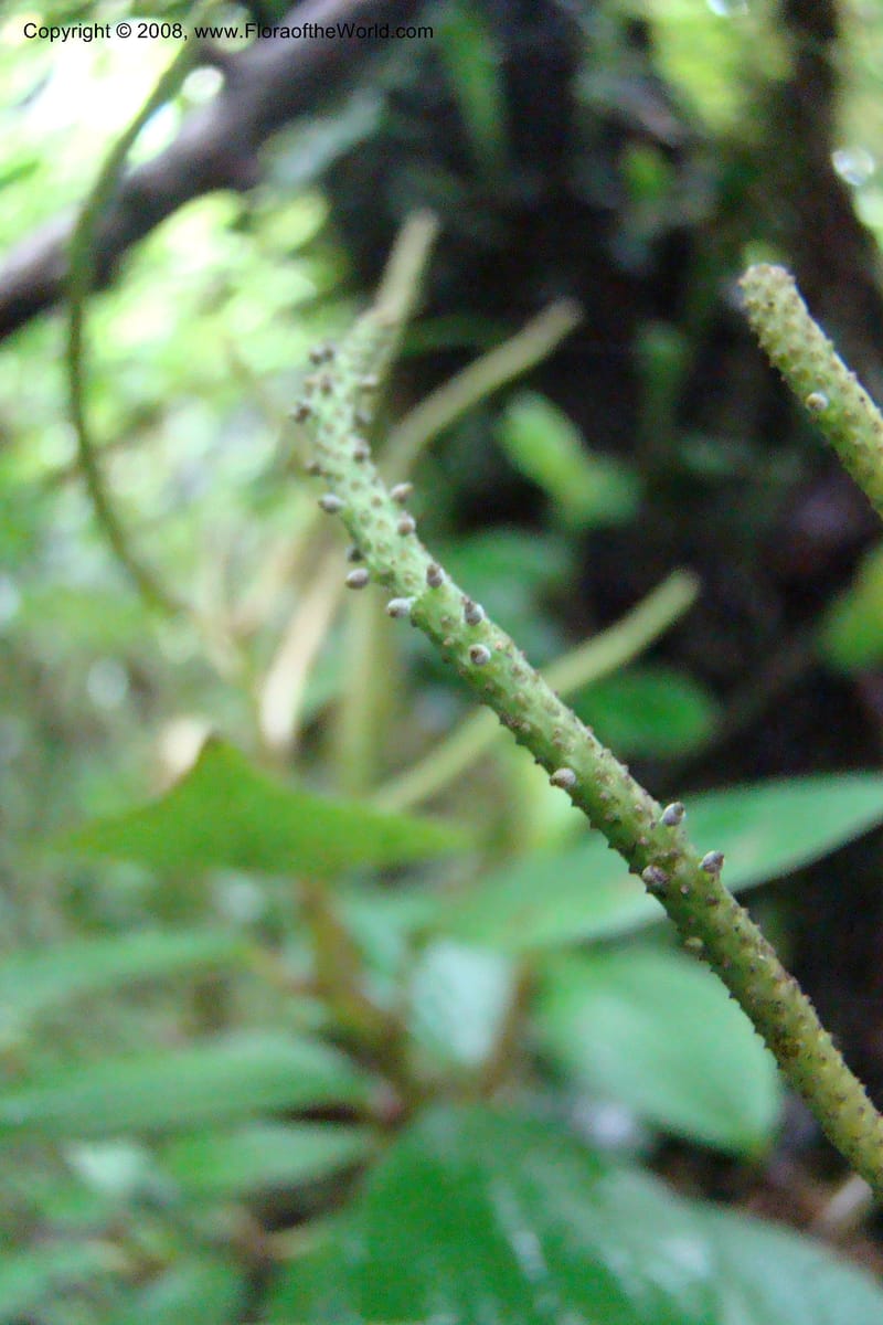 Peperomia fernandopoiana v. butaguensis, WKindeketa2972--Tanz. Rungwe Distr. Rungwe For. Res. 24 Jan 08. 072.jpg