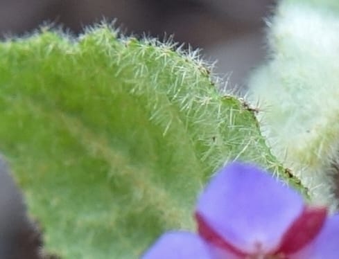 Tremandra stelligera, Davidson, C 13511--Australia. W.A. Valley of the Giants Rd. 29 Oct 2016. DSC06689 (91).JPG