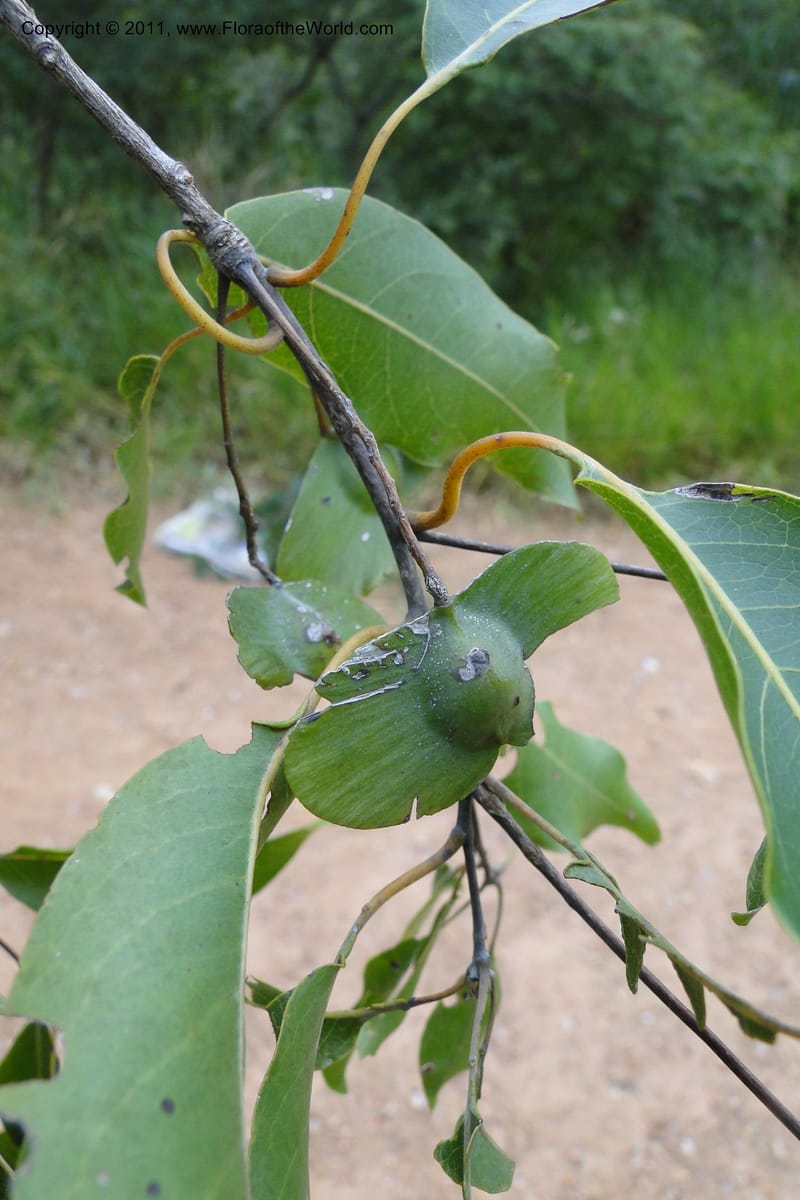 Terminalia, W. D. Stevens 31213--Paraguay. Edo. Concepcion. Garay Cue. 19 Mar 2011. 163 (15).jpg
