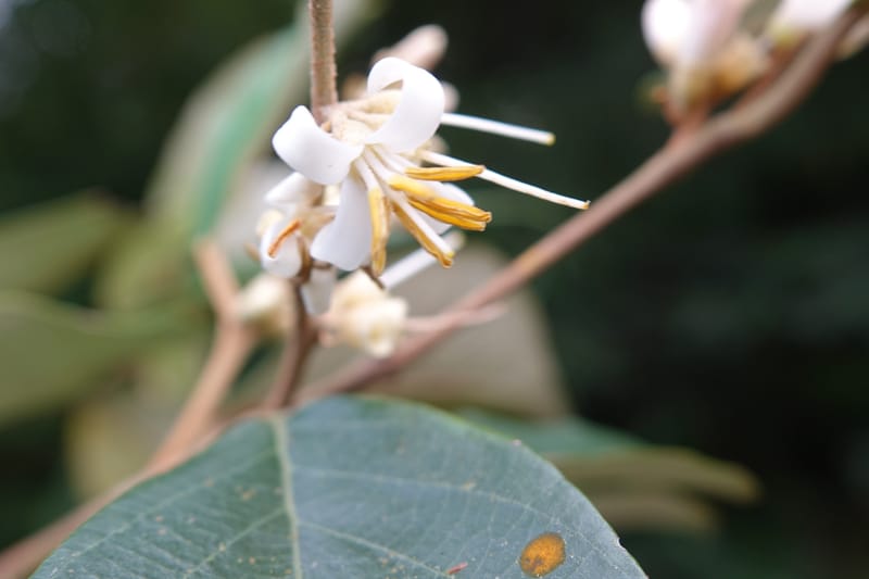 Styrax suberifolia, Chung Kuo-Fang 3354--Taiwan. Wulai Distr. Wulai village. Chia Jiao Liao. 19 May 2016.  (32).JPG