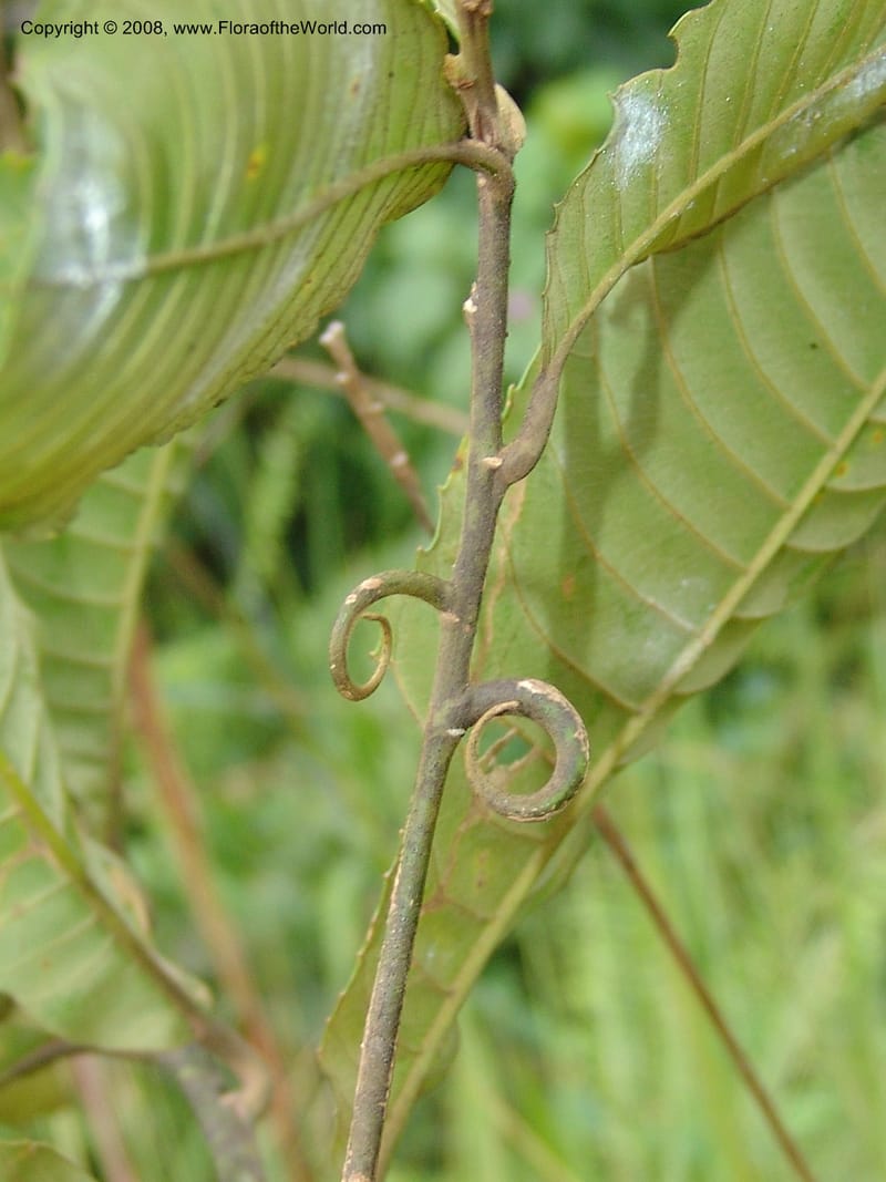 Hugonia, GWalters1698--Gabon. Prov. Estuaire. Mondah Forest. 23 Apr 06. 086.jpg