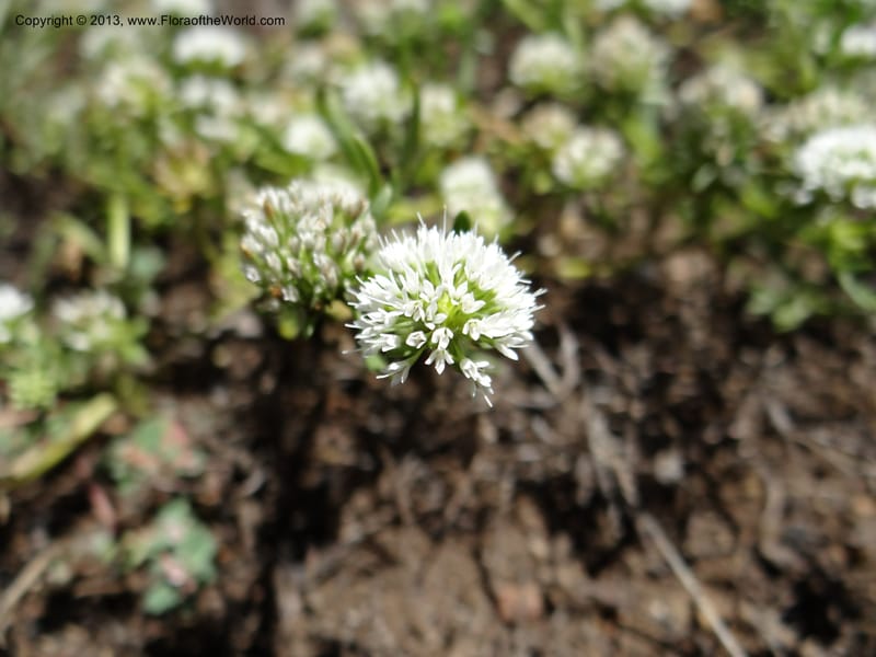 Valeriana, WDS 34165--Chile. P.N. Sieta Tazas. 21 Feb 2013. DSC02254 (58).JPG