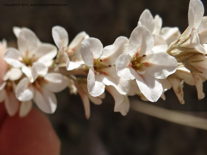 Francoa appendiculata, WDS 34052--Chile. Pichilemu. 13 Feb 2013. DSC00381 (40).JPG