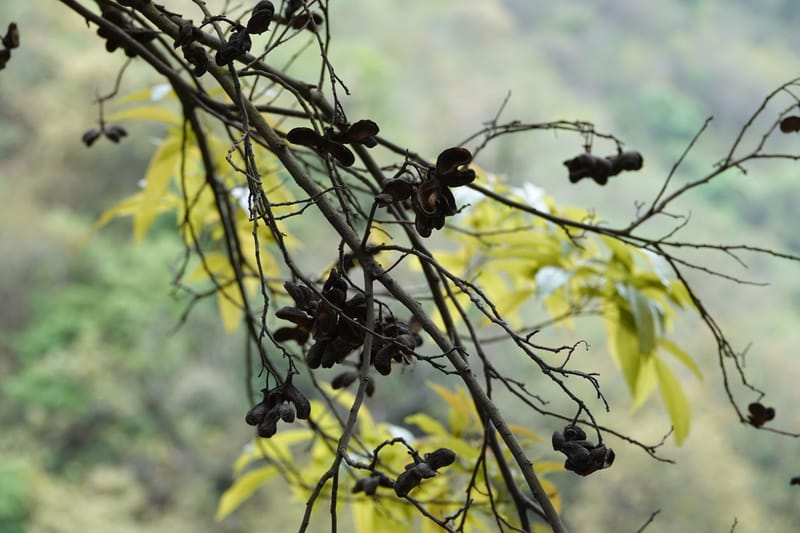 Delavaya toxocarpa, D. Boufford 44087--China. Yunnan. Xinshao Village. 28 Apr 2018. DSC00001 (71).JPG
