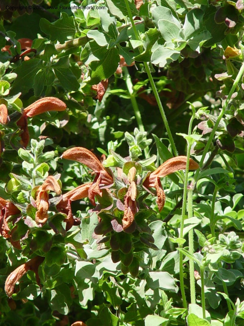 Salvia aurea--Spain. Blanes. Marimurtra Bot. Gard. 24 Apr 04. 069.jpg