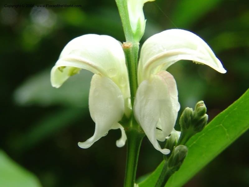 Justicia aconitiflora--So. Africa. Lowveld Nat. Bot. Gard. 14 Mch 05. 134.jpg