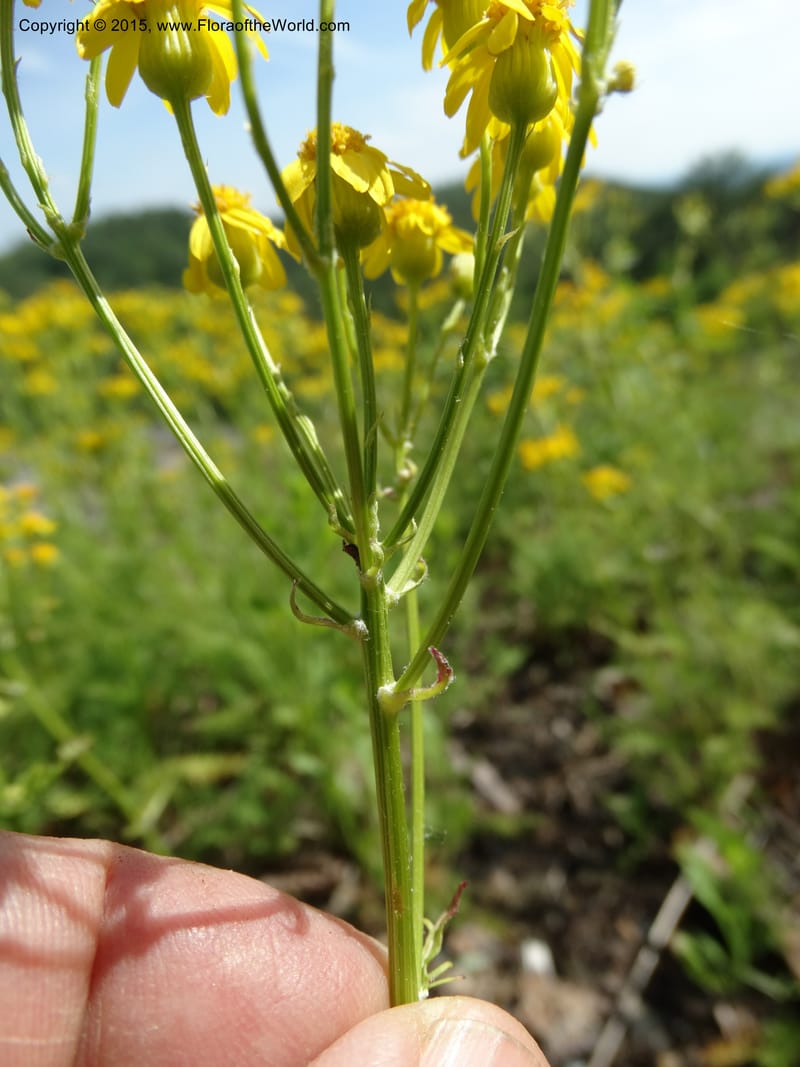 Packera millefolium, Davidson, C 13000--North Carolina. Macon Co. Slick Rock. 14 May 2015. DSC05505 (36).JPG