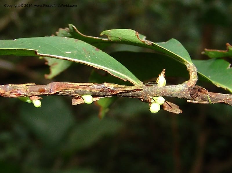 Erythroxylum, Farfan 670--Peru. Edo. Madre de Dios. ACEER Res. Ctr. Mango Trail.18 Oct 05. 090 (8).jpg