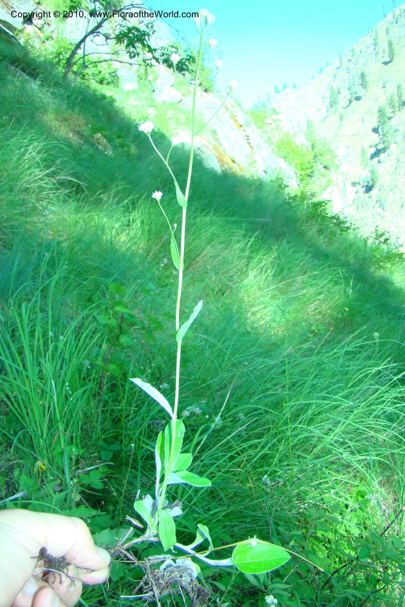 Antennaria racemosa, C. Davidson 11373--Idaho. Idaho Co. Salmon River. Polly Bemis Ranch. 27 May 2009. 097.jpg