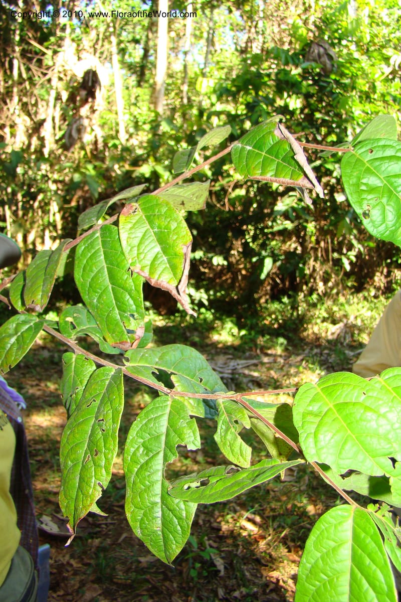 Eugenia stipitata, Vasquez 34799--Peru. Loreto. Dist. Nauta. Miraflores, Rio Tigre. 10 Nov 08. 769.jpg