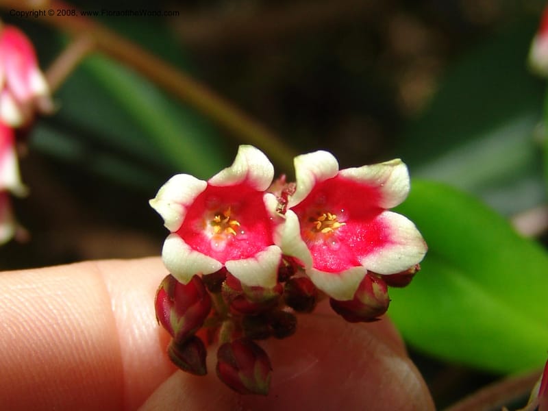 Parathesis--CA. San Francisco Botanical Garden (Strybing Arb.). 30 Mch 06. 184.jpg