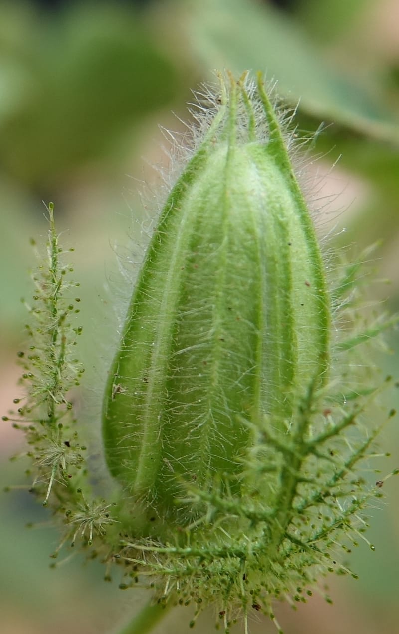Passiflora foetida, Fortunato 13198--Argentina. Hwy 150 S of San Augustin. 9 Feb 2018. DSC09845 (12).JPG