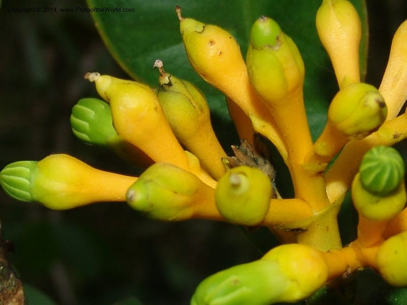 Potalia, Farfan 682--Peru. Edo. Madre de Dios. ACEER Res. Ctr. Mango Trail.18 Oct 05. 200.jpg