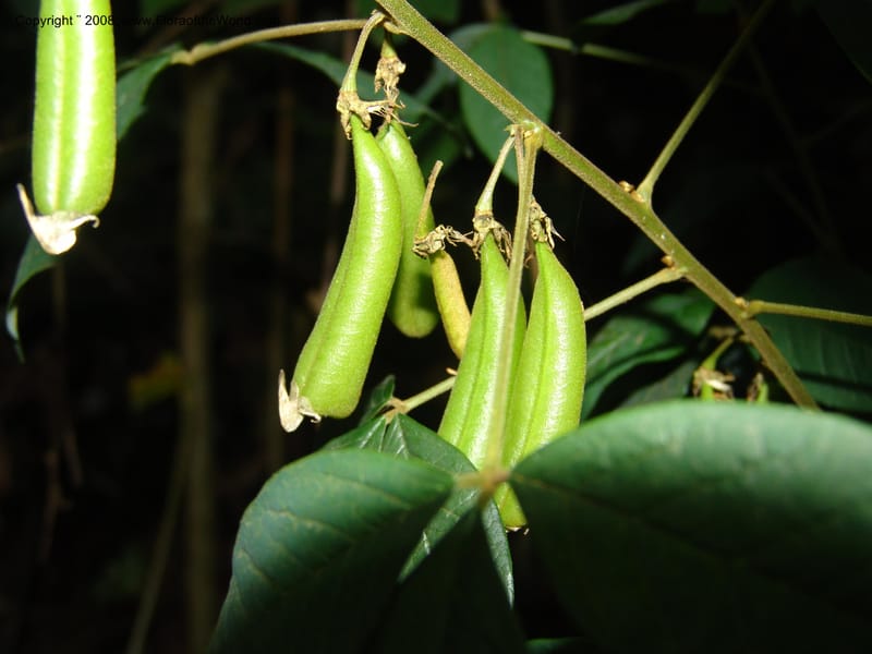 Crotalaria--Kenya. Limuru. Forest fragment near Brackenhurst Ctr. 11 Jul 04. 025.jpg