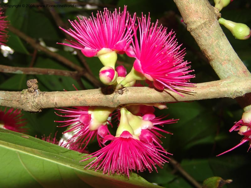 Syzygium malaccense--Tanzania. Zanzibar. Bungi to Jozani Forest Rd. 17 Jul 04. 005.jpg