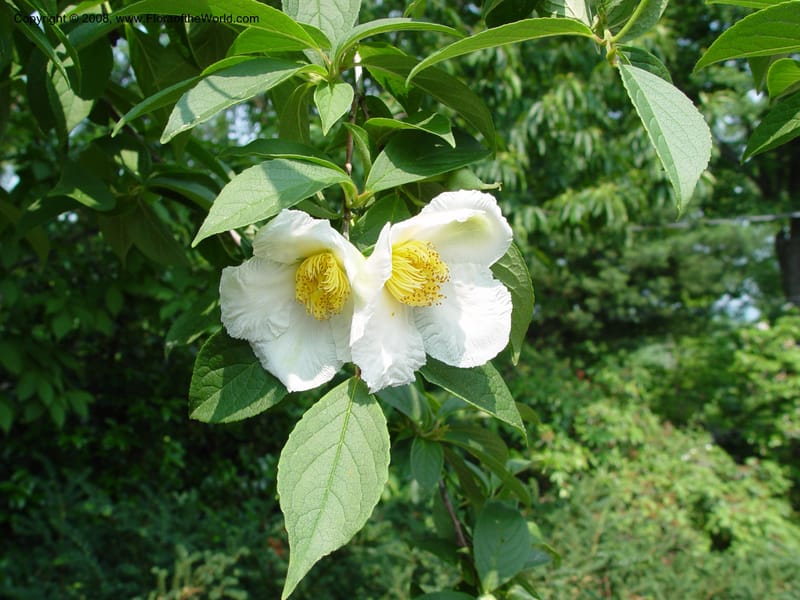Stewartia pseudocamelia--CT. Hamden. Broken Arrow Nursery. 27 Jun 03. 014.jpg