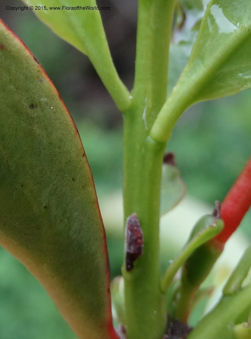 Taxillus delavayi, Boufford, D 43731--China. Sichuan. Taxillus stop. 14 May 2014. DSC06581 (69).JPG