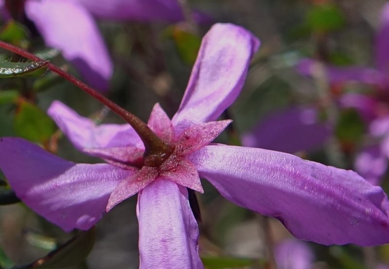 Tetratheca hirsuta subsp. viminea, Davidson, C 13375--Australia. W.A. Koondoola Bushland. 22 Oct 2016. DSC03457 (143).JPG