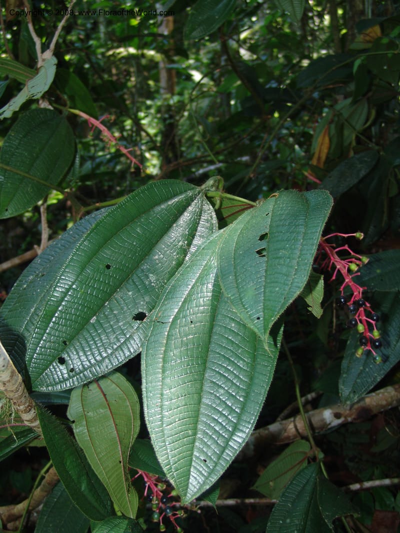 Tococa guianensis, AAraujoM1251--Bolivia. Pq. Nac. Madidi. Chalalan. Send. Anta. 30 Nov 04. 263.jpg