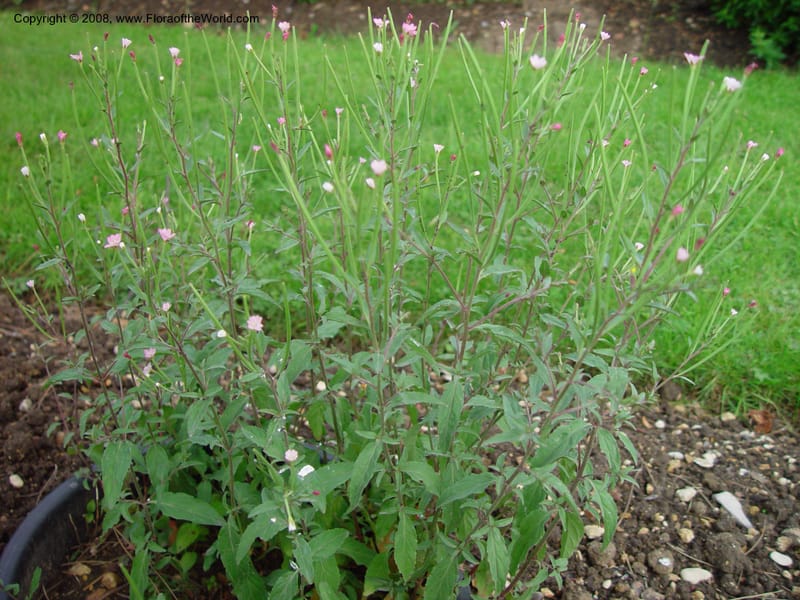 Epilobium--France. Paris. Jardin des Plantes. 30 May 03. 066.jpg