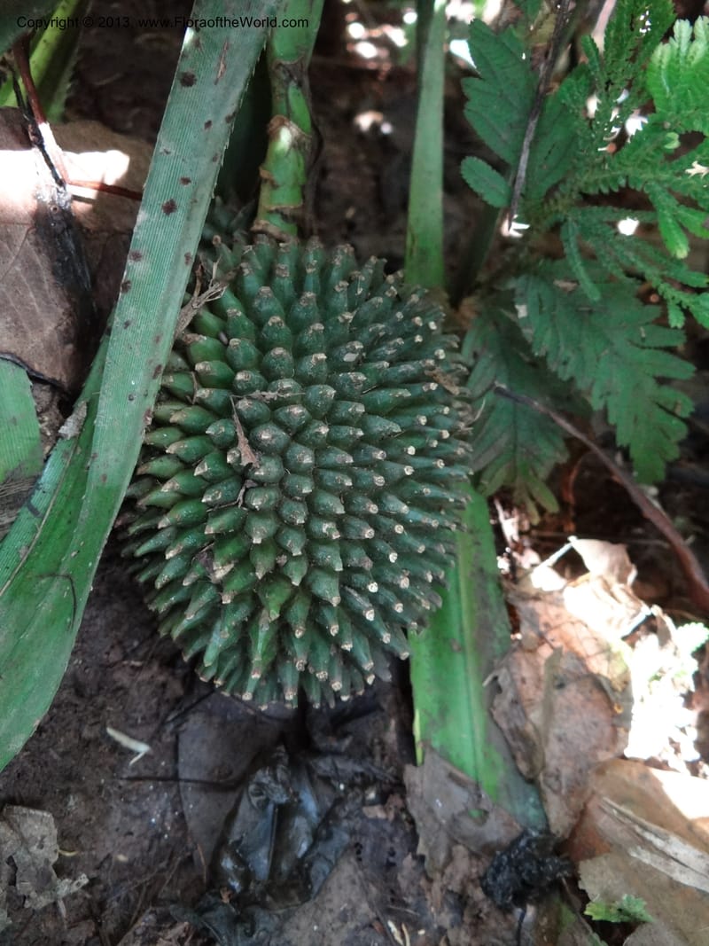 Pandanus fusinus, Callmander 1006--Sarawak. Gunong Fairy. 27 Mar 2012. DSC05525 (2).JPG